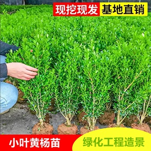 小叶瓜子黄杨球树苗万年青冬青绿篱苗大叶冬青庭院四季常青耐寒