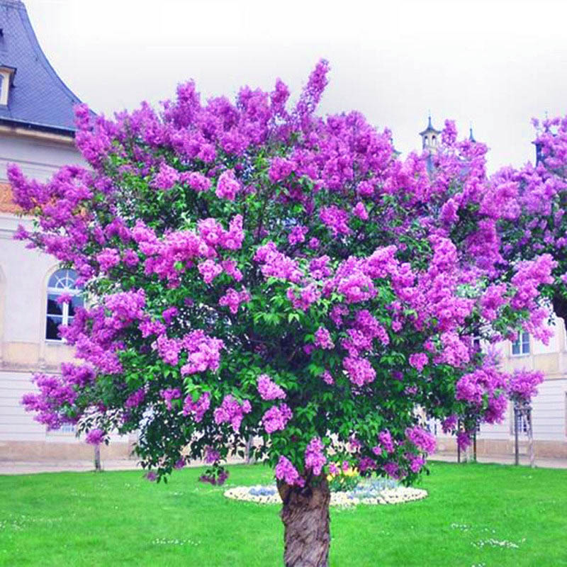 丁香花树苗盆栽浓香型四季开花紫丁香花苗花卉室内庭院北方种植物 鲜花速递/花卉仿真/绿植园艺 时令草本花卉 原图主图