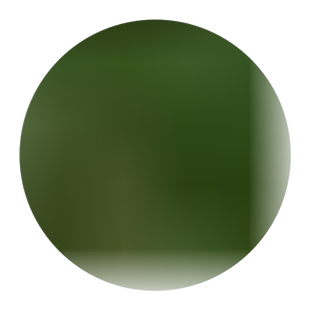 竹子苗盆栽庭院耐寒植物四季常青观赏矮化青竹树苗紫竹金镶玉竹苗