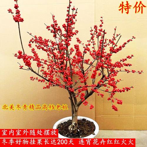 寻花问月北美冬青盆栽红果精