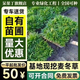 矮麦冬草皮庭院玉龙草苗耐寒践踏园林绿化苗木草坪植物金边麦冬草