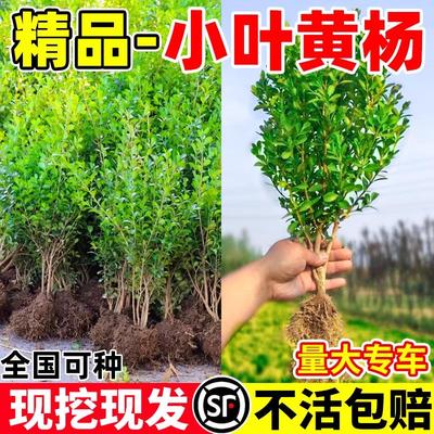 小叶黄杨苗瓜子球庭院篱笆
