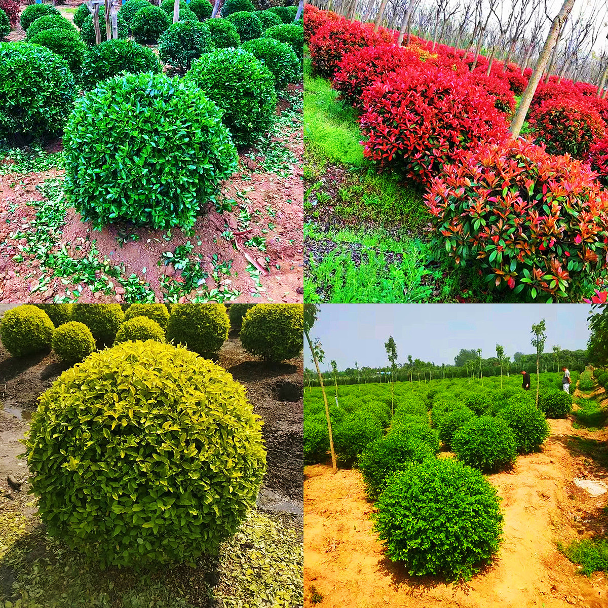 多年生红叶石楠球苗小黄杨冬