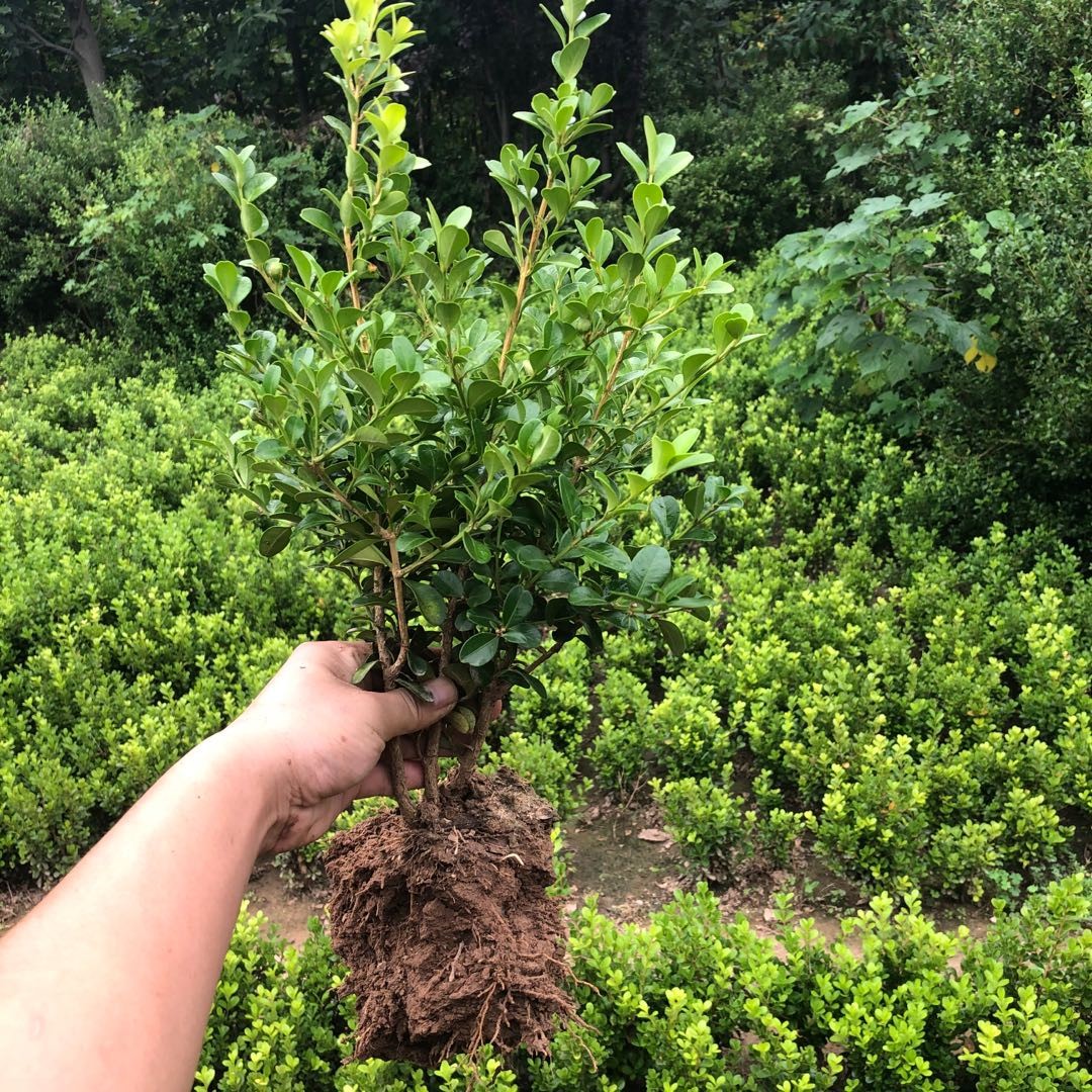 庭院盆景瓜子绿化树苗苗木常青小叶