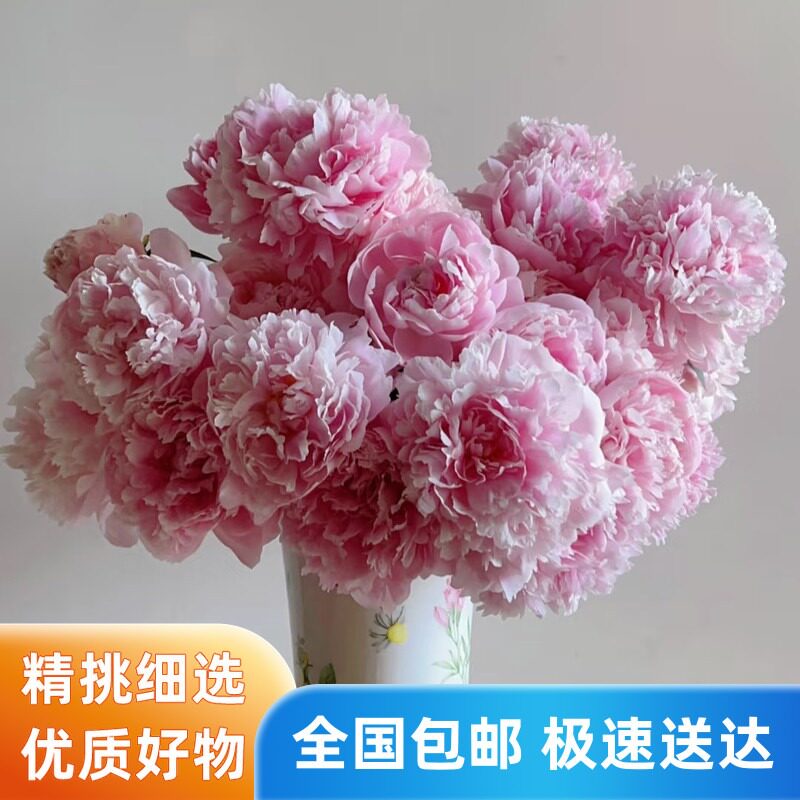 山东重瓣牡丹鲜花花束重瓣山东芍药鲜花芍药鲜切花精品花卉绿植
