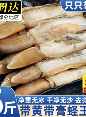 山东青岛野生海捕现剥蛏王肉冷冻
