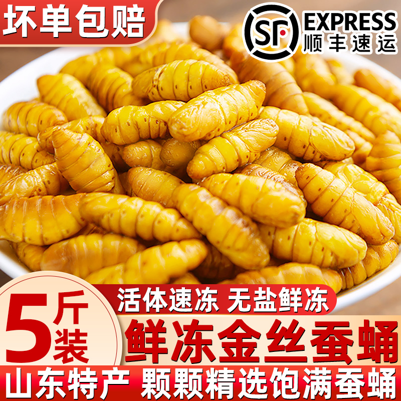 新鲜金丝蚕蛹鲜活冷冻商用烧烤高品质山东特产农家桑蚕顺丰包邮