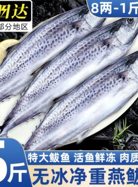 青岛新鲜冷冻整箱鲅鱼顺丰