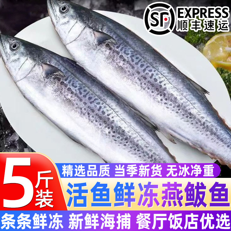 鲜冻燕鲅鱼新鲜海捕鲜活鲅鱼马鲛鱼冷冻鲅鱼冷冻燕鲅整鱼商用顺丰