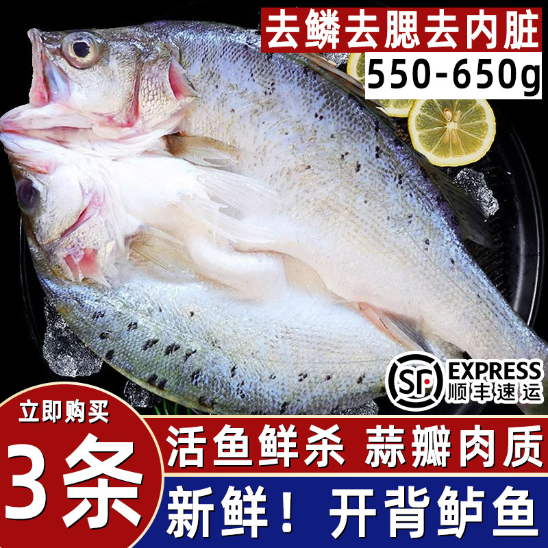 开背海鲈鱼新鲜活鱼去鳞去腮鲈鱼活鱼去内脏鲈鱼活鱼去内脏鲈鱼