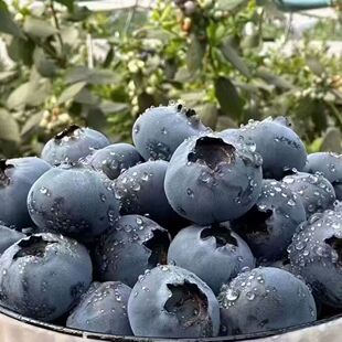 攀枝花高山蓝莓新鲜水果甜两斤当季现摘现发整箱孕妇水果顺丰包邮