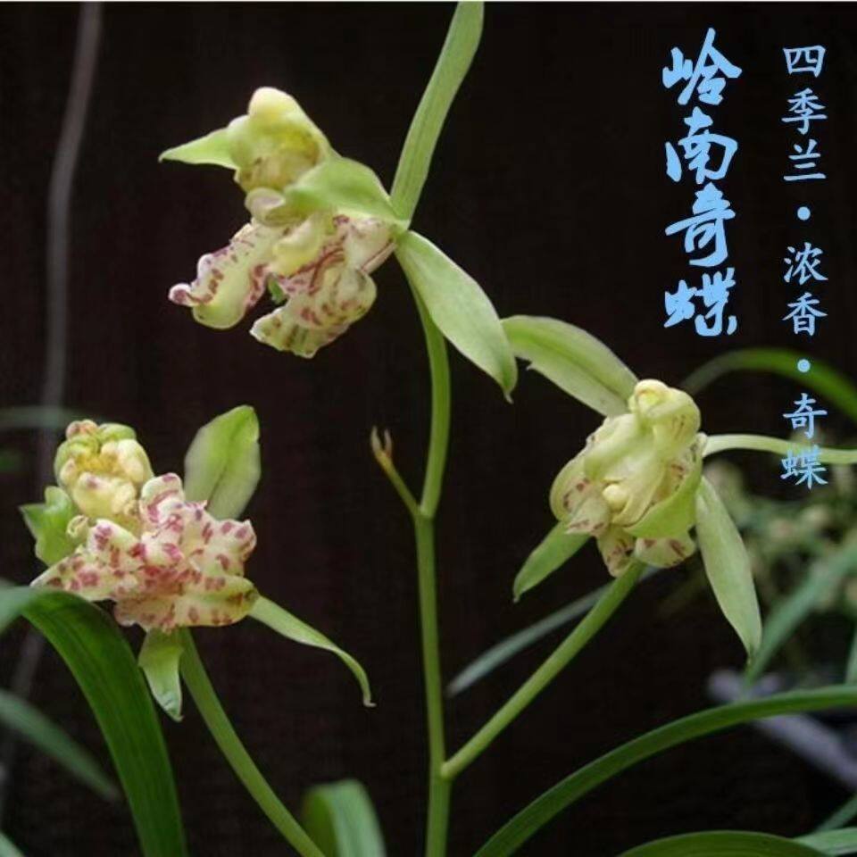 周贸花卉岭南奇蝶建兰浓香型奇花多花苞室内阳台客厅庭院浓香绿植