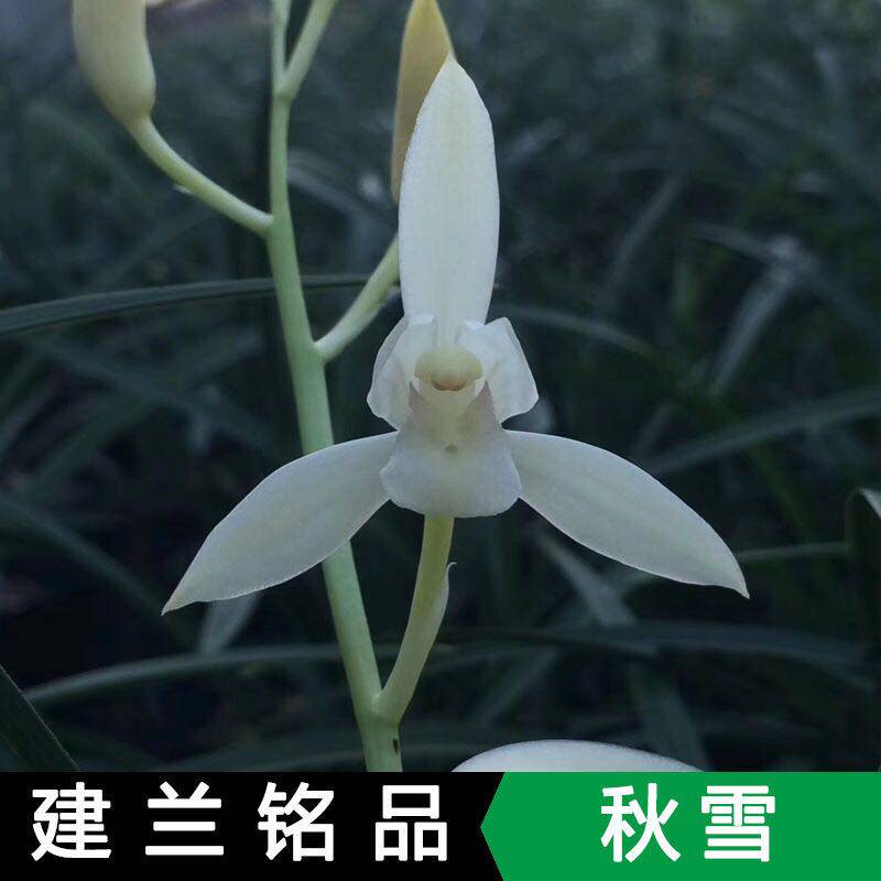 周贸花卉建兰名品带花苞大唐宫粉秋雪北极光漓江雪皓雪室内客厅盆