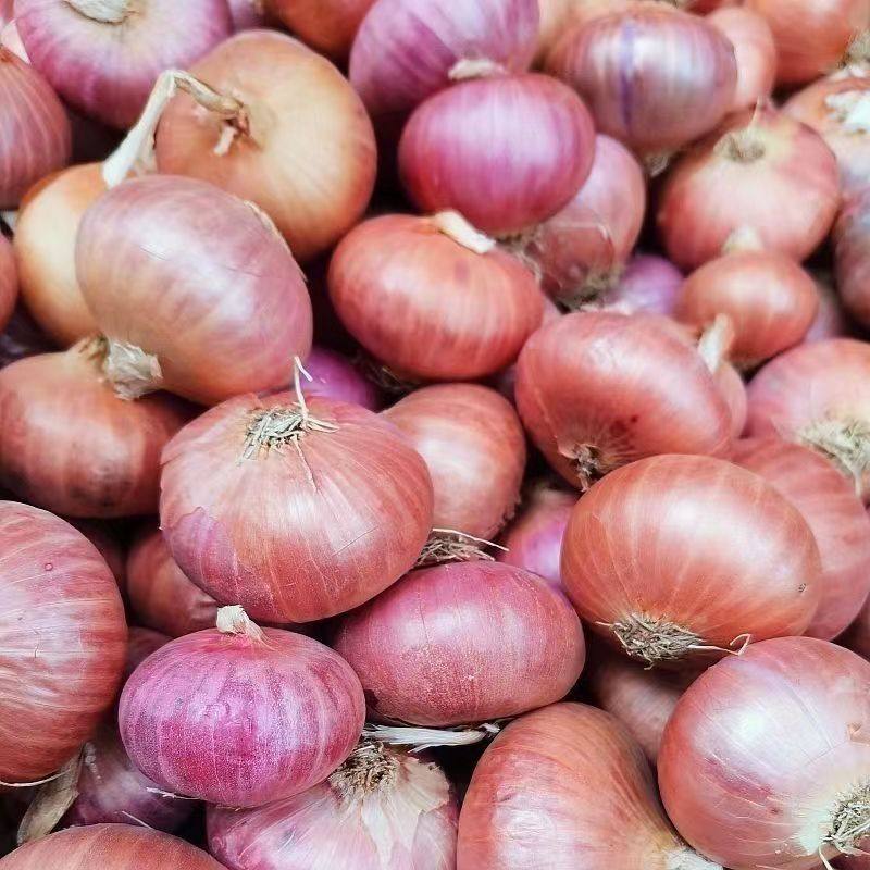 缅甸老品种小圆葱 德宏小洋葱 头新鲜拌沙拉蔬菜缅甸圆葱凉拌炒食