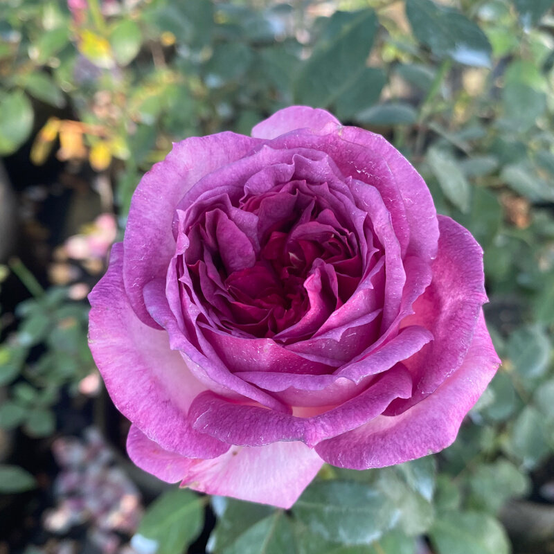 蓝莓蛋糕月季花苗大花玫瑰浓香蓝紫色阳台盆栽庭院四季开花植物