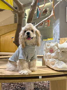 PipiPet宠物连帽衫美卡衣服泰迪比熊狗狗衣服