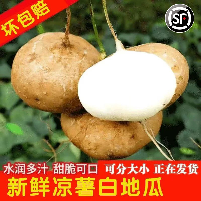 广西凉薯9斤即食新鲜农家自种红豆薯蔬菜整箱土瓜小番薯沙白地瓜