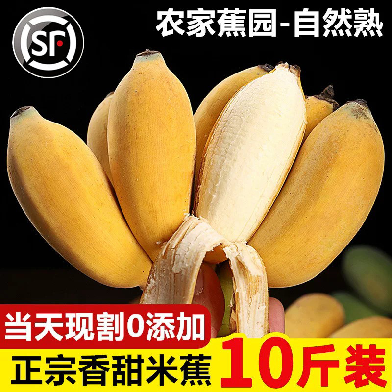 正宗广西小米蕉新鲜水果