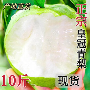 正宗皇冠青皮梨子新鲜9斤当季砀山梨鸭梨雪梨翠冠梨整箱装包邮