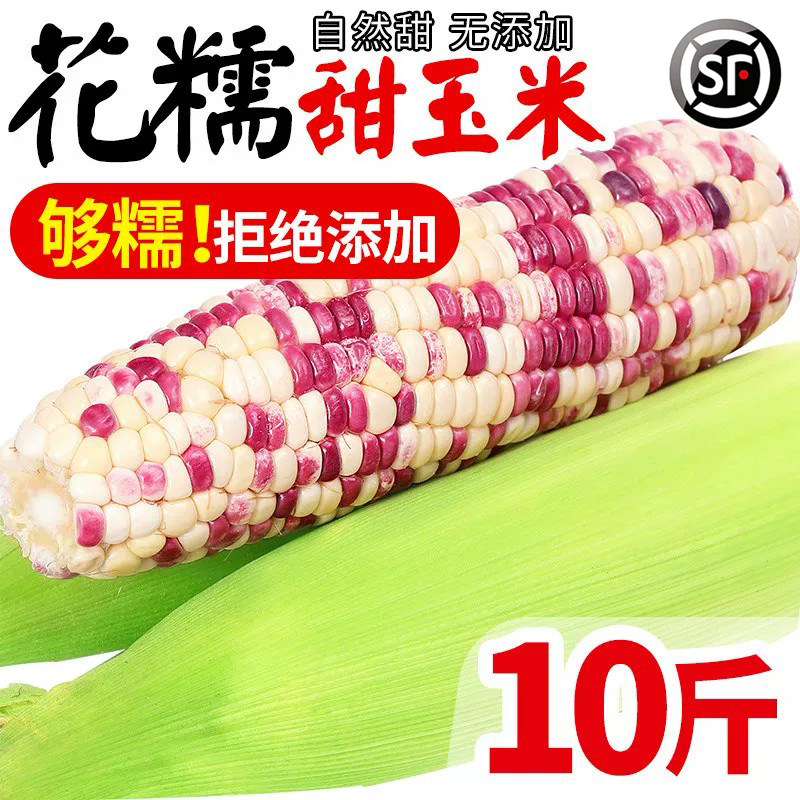 广西花甜糯玉米10斤水果现摘甜脆