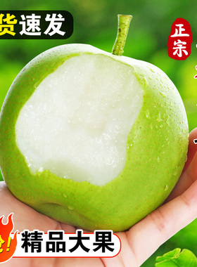 皇冠梨青梨9斤梨子当季现摘新鲜水果水晶蜜梨雪梨青皮梨整箱包邮