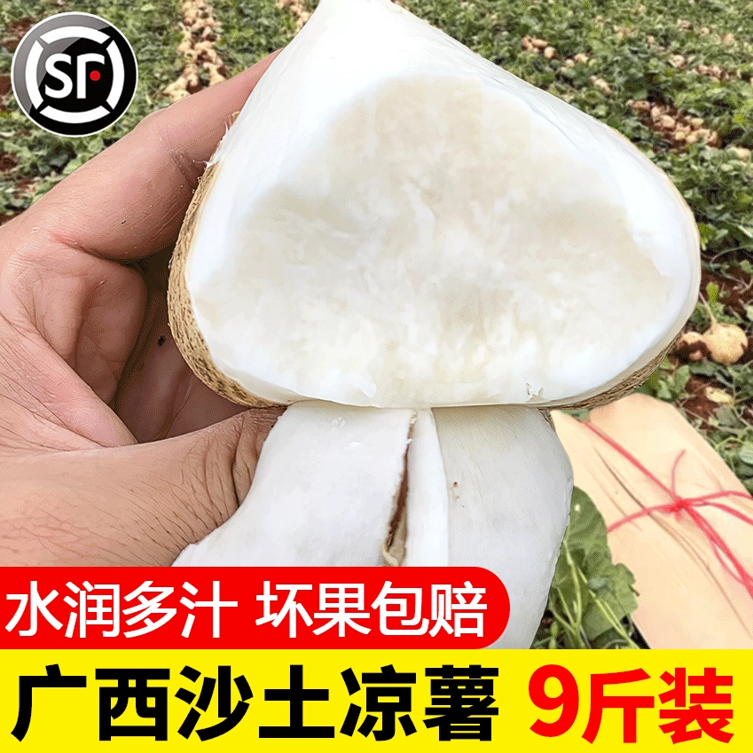广西凉薯大果9斤新鲜现挖即食白地瓜农家沙葛地萝卜蔬菜整箱5包邮