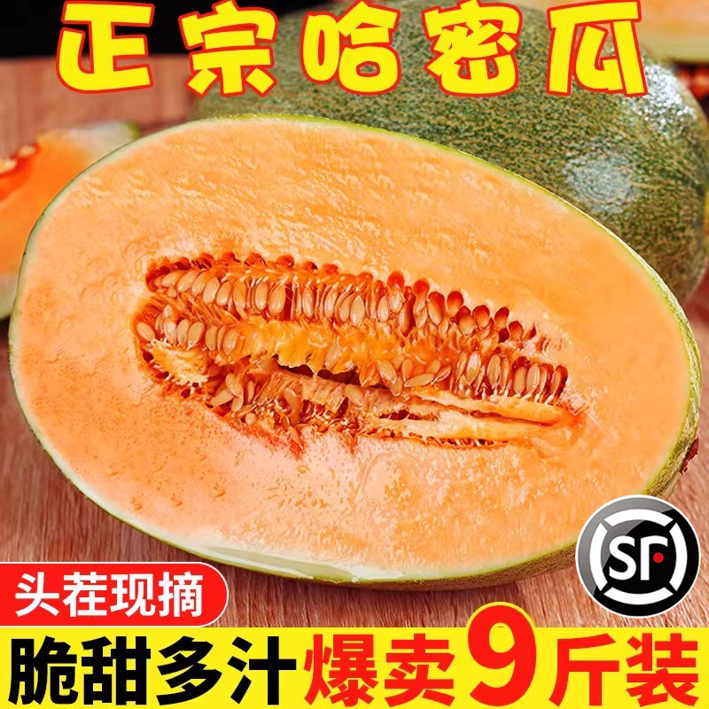 正宗哈密瓜现摘现发9斤脆甜多汁