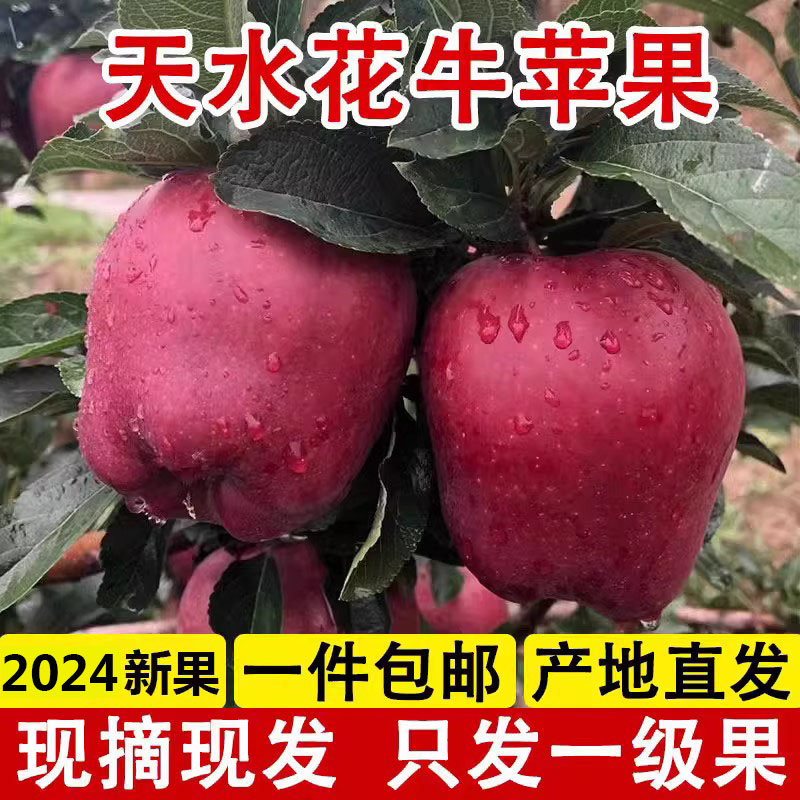 天水花牛苹果10斤新鲜水果