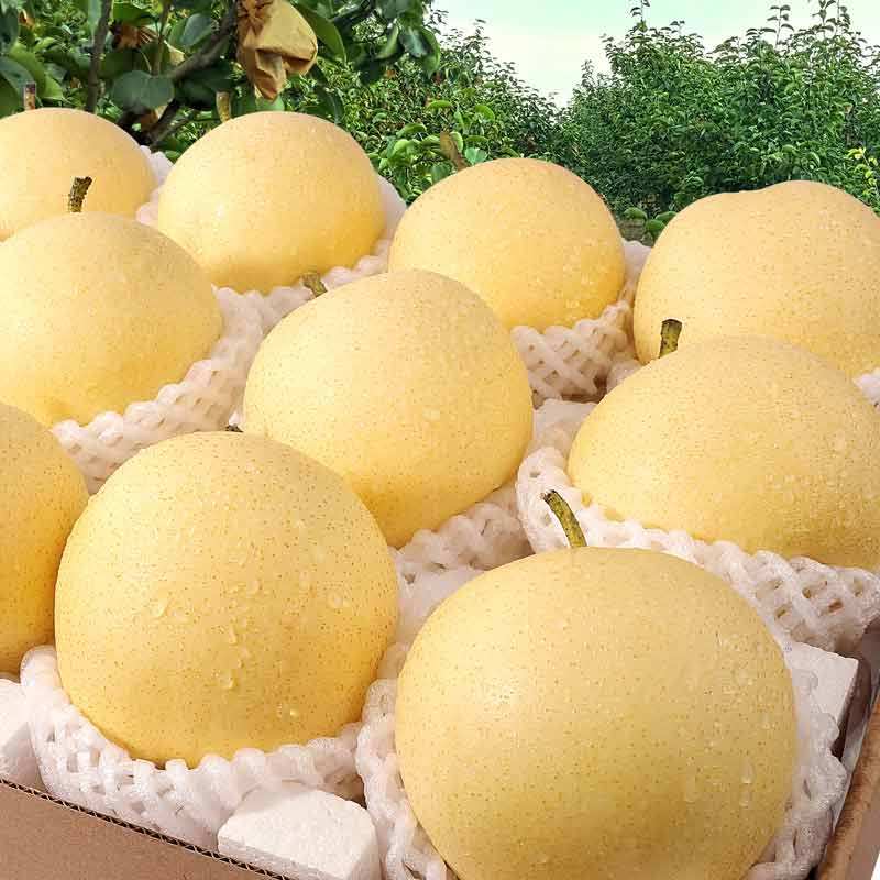 河北皇冠梨农产品新鲜采摘清甜脆口5斤9斤包邮雪梨香梨