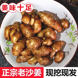 新鲜广东沙姜现挖新鲜老生姜山奈10斤三奈白切鸡特产蘸调味配香料