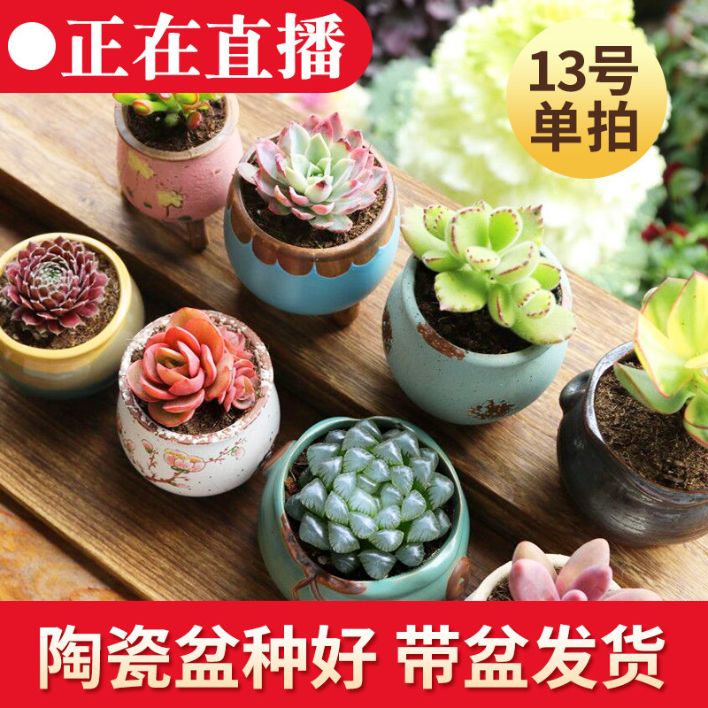 多肉植物组合盆栽新手套餐室内可爱肉肉老桩大颗好养稀有品种带盆