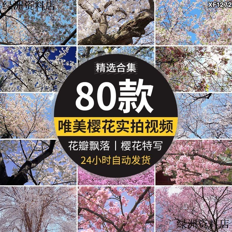 树枝花海唯美浪漫花瓣飘飞春天风景粉色白色实拍空境视频素材