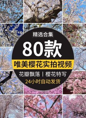 树枝花海唯美浪漫花瓣飘飞春天风景粉色白色实拍空境视频素材