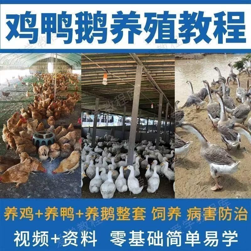 鸡鸭鹅养殖技术视频教程农村实用项目养鸡养鸭养鹅技术教学电子版