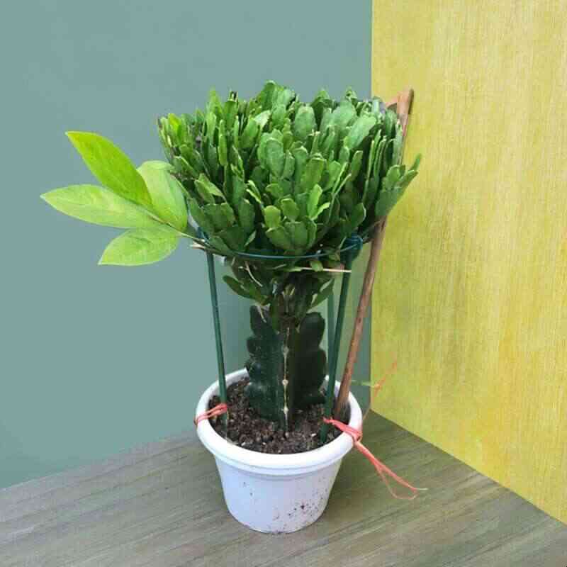 嫁接蟹爪兰龙骨三角柱双层蟹爪兰苗四季开花多肉植物盆景花卉盆栽