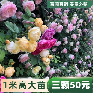 爬藤月季 耐寒开花植物阳台庭院攀援爬墙花卉 藤本大苗蔷薇花苗四季
