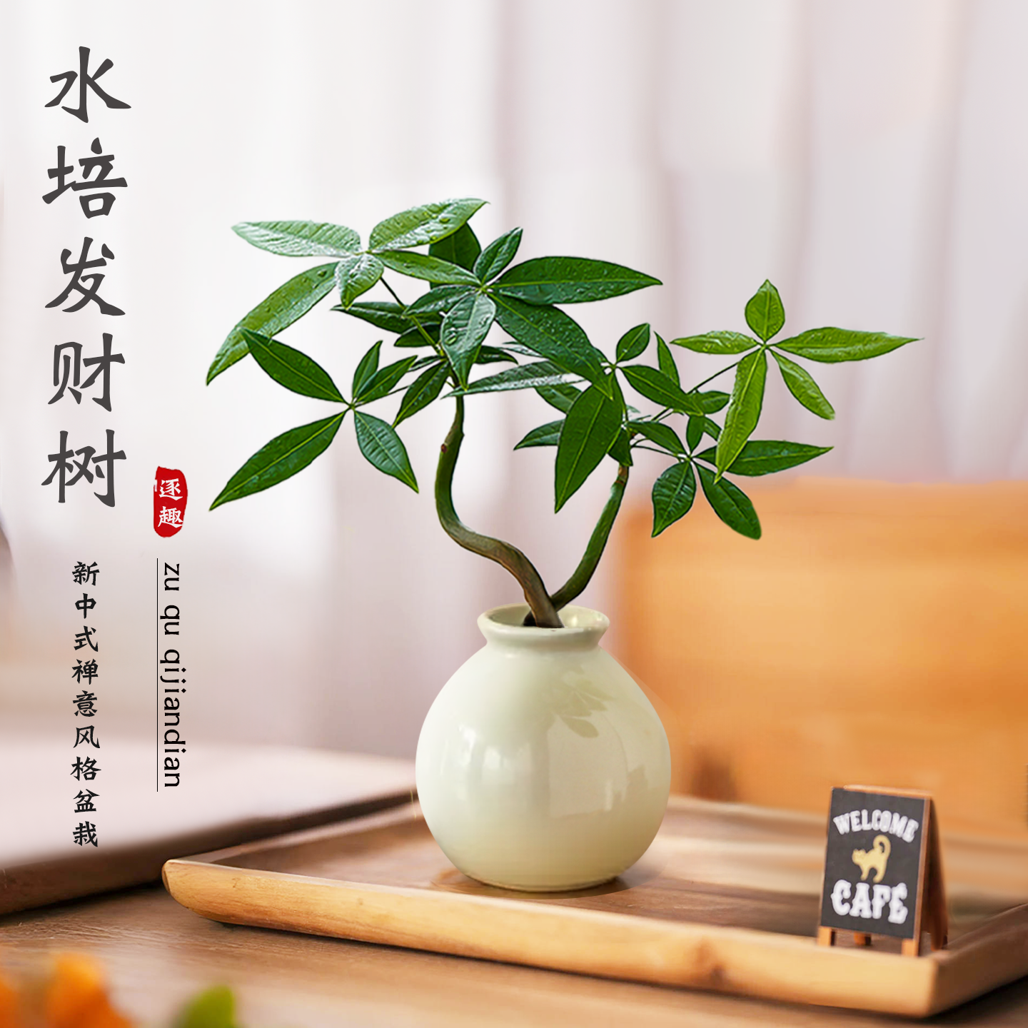 奇趣发财树小盆栽室内水培植物