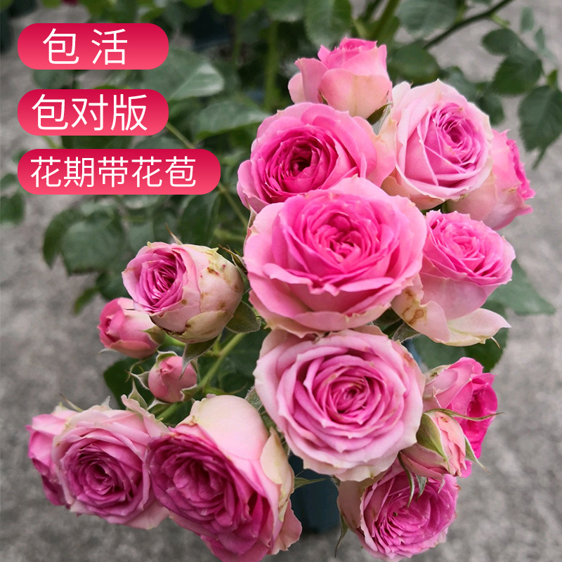 粉多头月季超感包子形状玫瑰