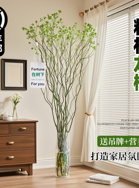 龙柳鲜枝水培植物室内好养绿植插花干枝雪柳切花水养客厅吊钟盆栽