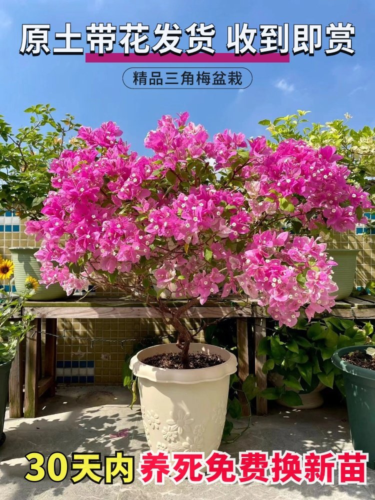 三角梅盆栽大苗带花发货四季好养开花植物耐热耐晒花卉盆栽爬藤,鲜花速递/花卉仿真/绿植园艺,时令草本花卉,淘宝优惠券,粉丝福利购,淘宝优惠卷