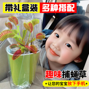 捕蝇草夹子猪笼草盆栽食虫草植物驱蚊幼儿园好养桌面绿植血腥玛丽