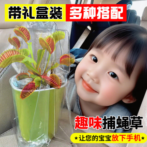 猪笼草盆栽捕蝇草夹子食虫草植物