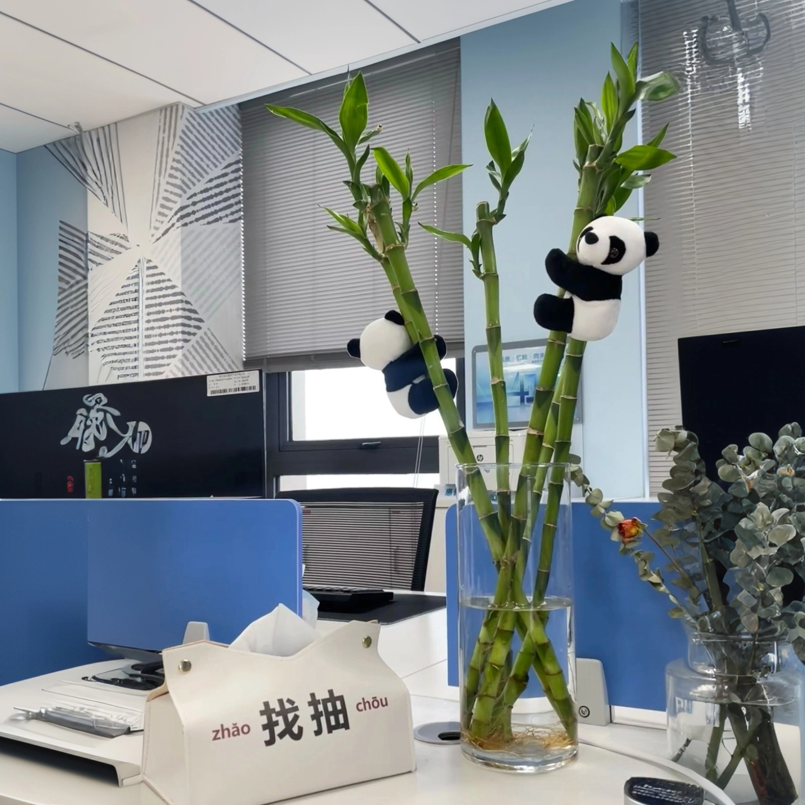 熊猫富贵竹客厅粗枝带根