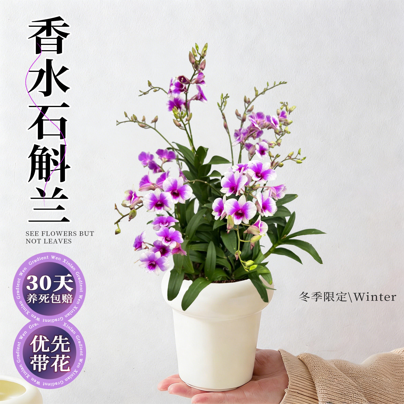 香水石斛兰盆栽带花苞客厅桌面绿植四季浓香开花懒人适合养的花