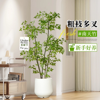 南天竹客厅室内春绿秋红好养
