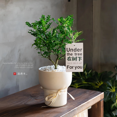 中古风大盆清香木软装必备