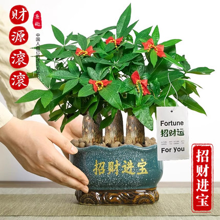 三杆发财树盆栽桌面绿植摆件室内客厅旺宅植物新房招财前台摆件
