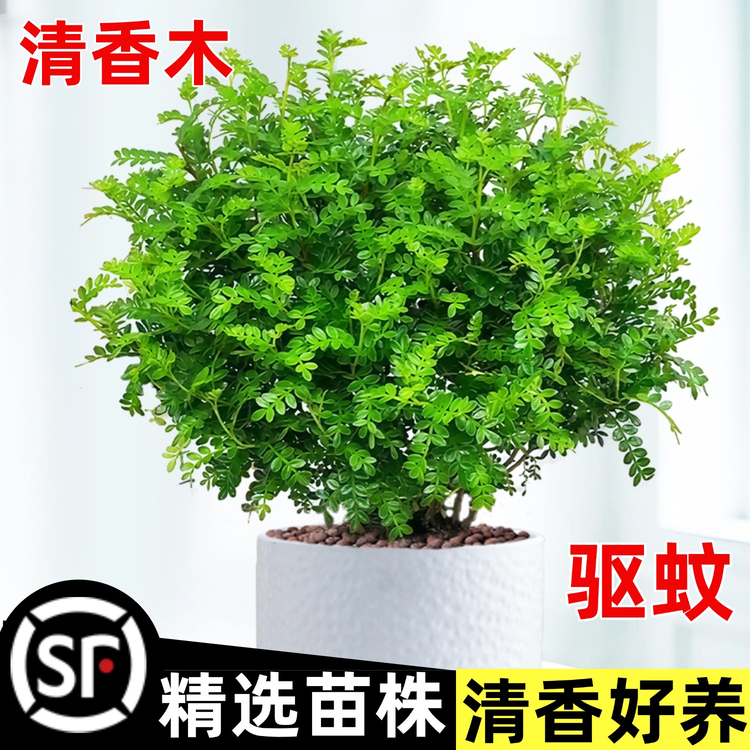 清香胡椒木盆栽绿植驱蚊草花卉植物室内树苗九里香清香木茉莉老桩
