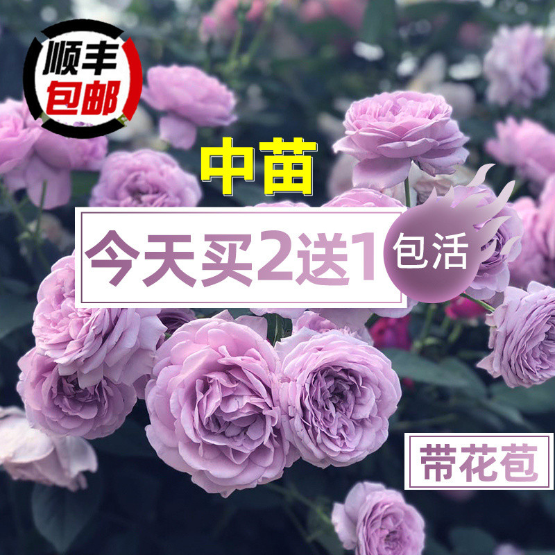 逐趣月季玫瑰阳台四季带花苞