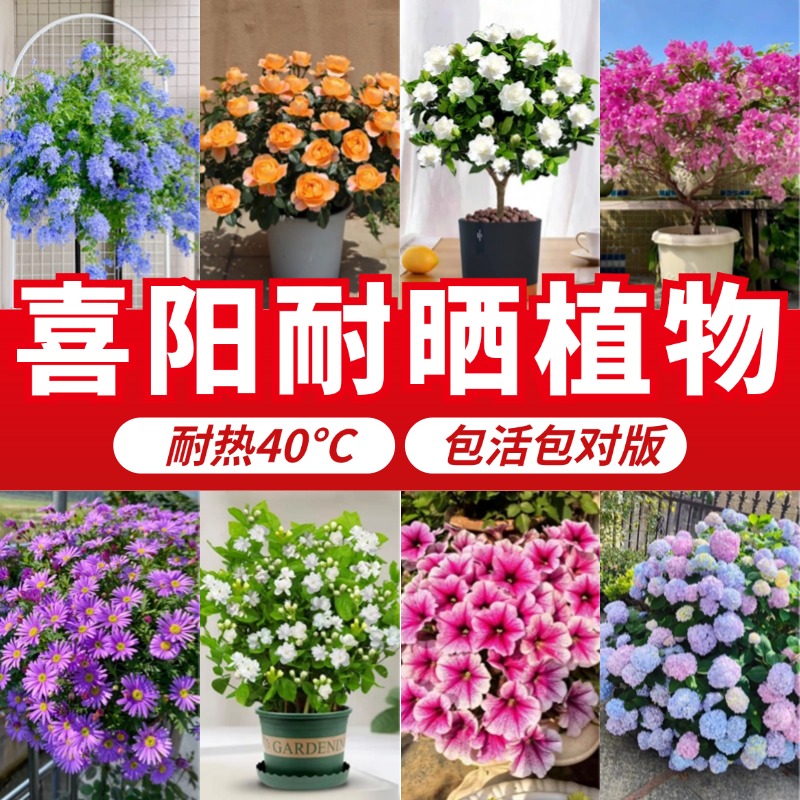 喜阳耐晒植物四季耐热花卉盆栽开花三角梅阳台庭院适合夏天种的花